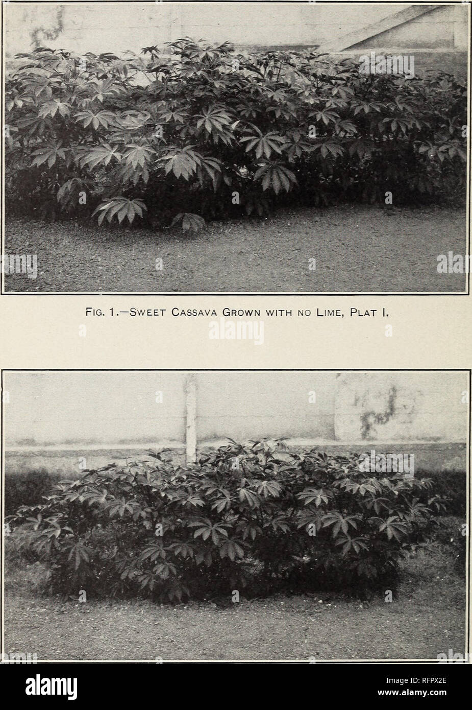 . L'effet de sol calcaire fortement sur la croissance et la composition des cendres de certaines plantes. Bui. 16, Porto Rico Agr. Expt. Station. Je plaque !.. Fig. 2.-Le manioc doux cultivé avec 5  % de chaux, Plat II.. Veuillez noter que ces images sont extraites de la page numérisée des images qui peuvent avoir été retouchées numériquement pour plus de lisibilité - coloration et l'aspect de ces illustrations ne peut pas parfaitement ressembler à l'œuvre originale.. Gile, P. L. (Philip Lindsey), 1883- ; Ageton, Charles Norman, 1883-1928. Porto Rico Agricultural Experiment Station Banque D'Images