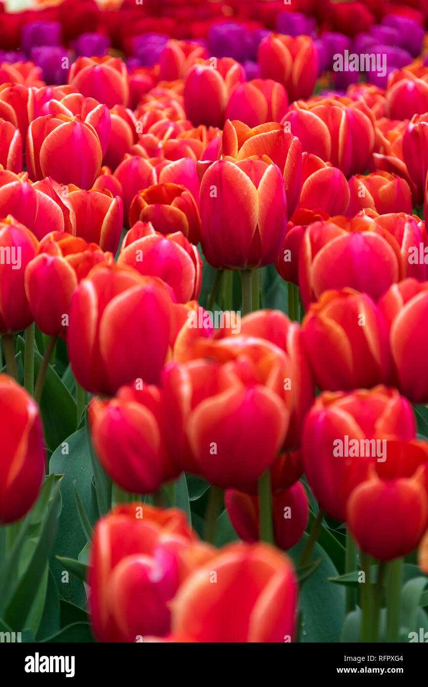 Close-up avec un champ de tulipes orange Banque D'Images