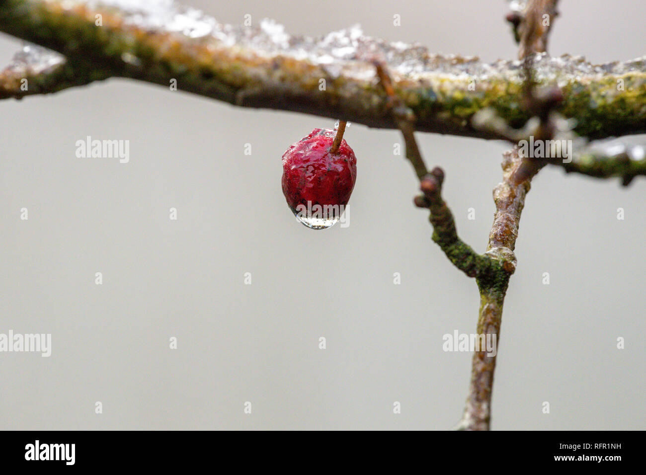 Couvert de glace fruits rouges sur une branche Banque D'Images