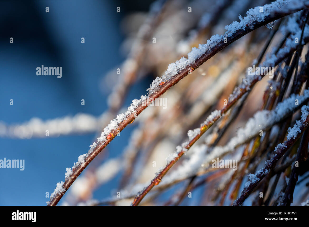 Couvert de neige des branches sur une après-midi hiver Banque D'Images