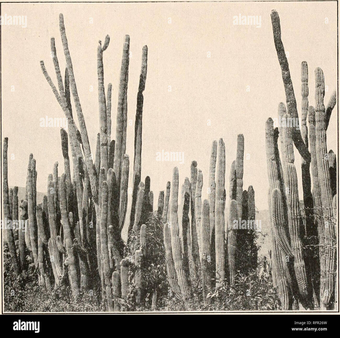 . Carnegie Institution of Washington publication. LEMAIREOCEREUS. 95 Cette espèce est répandue sur toutes les collines à propos de la Guayra, est moins commun dans le moun- clut vers Caracas, et est également présent le long de la côte à Puerto Cabello. À propos de villages il est beaucoup utilisé comme une plante de couverture. La Figure 138 est à partir d'une photographie prise par Mme J. N. Rose près de Puerto Cabello, Venezuela, en 1916.. FIG. 137.-Lemaireocereus treleasei. 14. Lemaireocereus weberi (Coulter) Britton et Rose, Contr. U. S. Nat. Herb. 12 : 426. 1909. Cereus weberi Coulter, Contr. U. S. Nat. Herb. 3 : 410. 1896. Cereus candelabrum Weber dans sc Banque D'Images