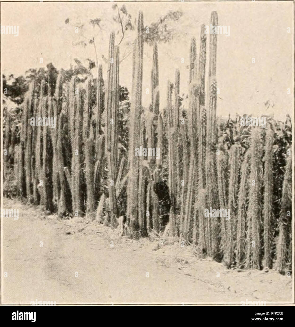 . Carnegie Institution of Washington publication. 86 Les Cactaceae. 1. Lemaireocereus hollianus (Weber) Britton et Rose, Contr. U. S. Nat. Herb. 12 : 425. 1909. J'en-ns iil'llianns VbiT de Coulter, Contr. U. S. Nat. Herb. 3 : 411. 1896. ^ burnsHS VlKT Gesamtb dans Schumann,. Kakteen 84. 1897. Tige simple ou ramifiée à la base, seulement 4 à 5 mètres de haut ; côtes 8 à 12, les aréoles ; i à 3 cm. d'intervalle ; aiguillons rouge vif au premier abord, mais bientôt gris ; environ 12 épines radiales, très inégales, i à 3 cm. loii'.. ; surtout propagation ; 3 à 5 centrales, gonflé à la base, différent, les inférieures beaucoup plus longtemps qu'ilu- Banque D'Images