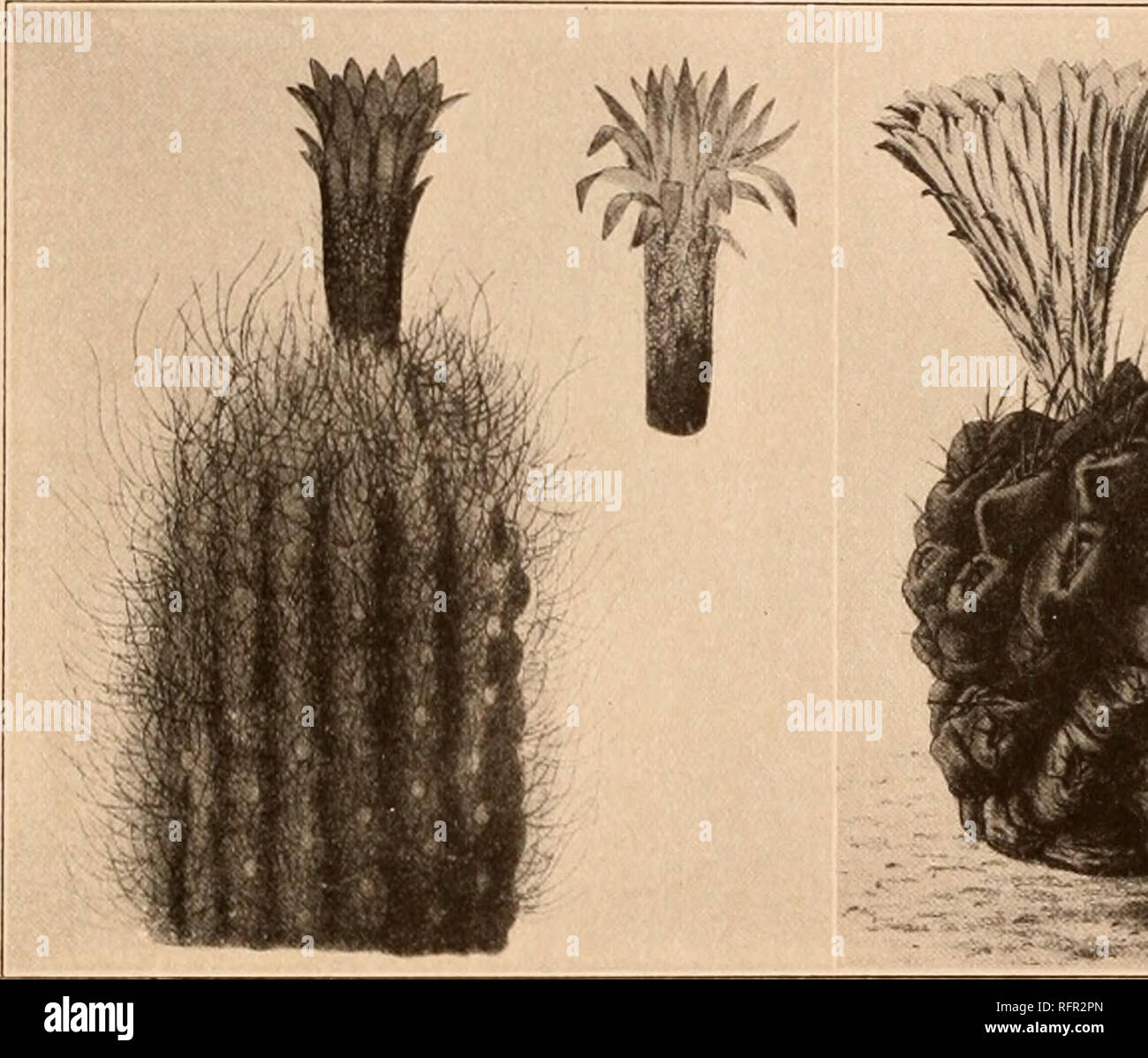 . Carnegie Institution of Washington publication. NEOPORTERIA. 95 2. Neoporteria occulta (Philippi). Catégorie : occullus Philippes, Fl. L'ATAC. 23. 1S60. Globulaires Plantes à courte-cylindriques, 5 à 8 cm. de haut, quelque peu déprimé à l'apex ; côtes environ 14, obtus, séparés par des intervalles aiguë, fortement tubercled ; tubercules rhombiques quelque peu dans la forme, avec un menton à la base ; aréoles 1,5 cm. à part, plutôt étroite et déprimés ; épines vouloir ou lorsqu'il est présent 1 à 10, l'inégalité, de 1 à 4 cm. de long, puberulent noirâtre ; les fleurs, central, 2,5 cm. de long, mais 5 cm. de large ; périanthe externe-segments finement spatulés, à Banque D'Images