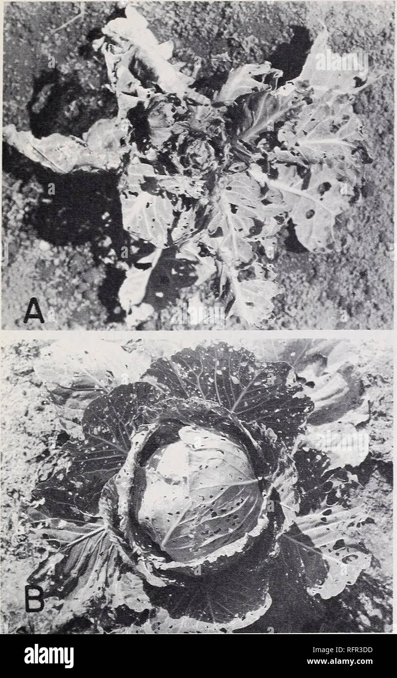 . Contrôle des chenilles sur les choux et d'autres crucifères dans le sud. Contrôle des chenilles États du Sud. TC-7253, TC-7254 Figure 6. - Dommage causé par les larves de la teigne des crucifères : une cabine, les jeunes- bage plante avec bud gravement blessé. B, dommage typique à l'ancienne usine. autour du bourgeon d'une jeune plante, crevasses entre les feuilles détachées d'une ferme, et la face inférieure des feuilles inférieures. Leur alimentation peut défigurer le bourgeon d'une jeune plante de sorte que la tête ou autre partie ne seront pas commercialisables de développer correctement. Les nymphes sont encastrées dans sans véritables liens, gauzelike fastene les cocons qui sont Banque D'Images