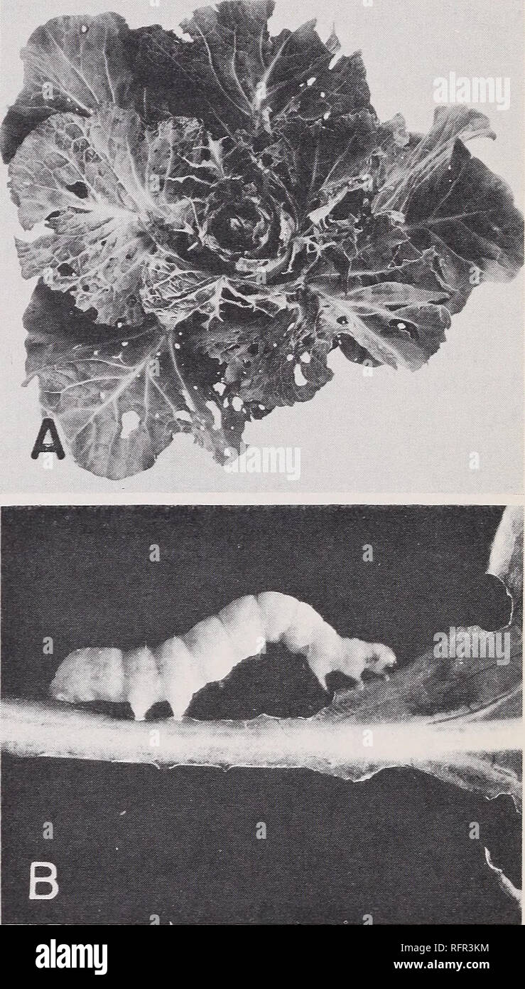 . Contrôle des chenilles sur les choux et d'autres crucifères dans le sud. Contrôle des chenilles États du Sud. TC-3851 Figure 1. -Adulte et larves de la fausse-arpenteuse du chou piéride du chou., le salt-marsh, Caterpillar et quelques autres sont dans ce groupe. La fausse-arpenteuse du chou La fausse-arpenteuse du chou est généralement le plus destructeur de la chenille ravageurs des crucifères dans le sud. C'est le pilier d'un répondre- moyennes, de couleur gris- mite de Brown. Les papillons ont une tache argentée près du milieu de chacune des ailes avant qui ressemble à une figure 8. Les papillons volent habituellement près du sol et sont plus actifs Banque D'Images