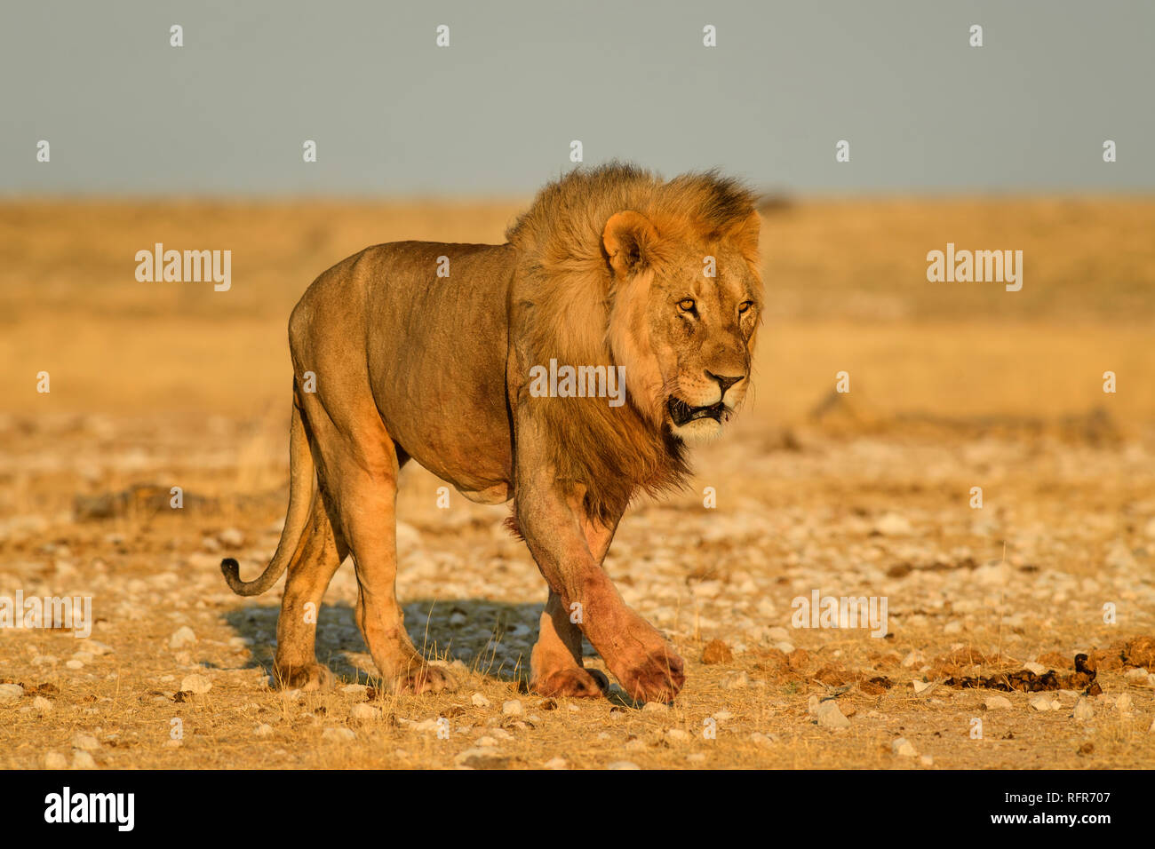 Lion - Panthera leo, animal emblématique de la savane africaine, Etosha National Park, Namibie. Banque D'Images