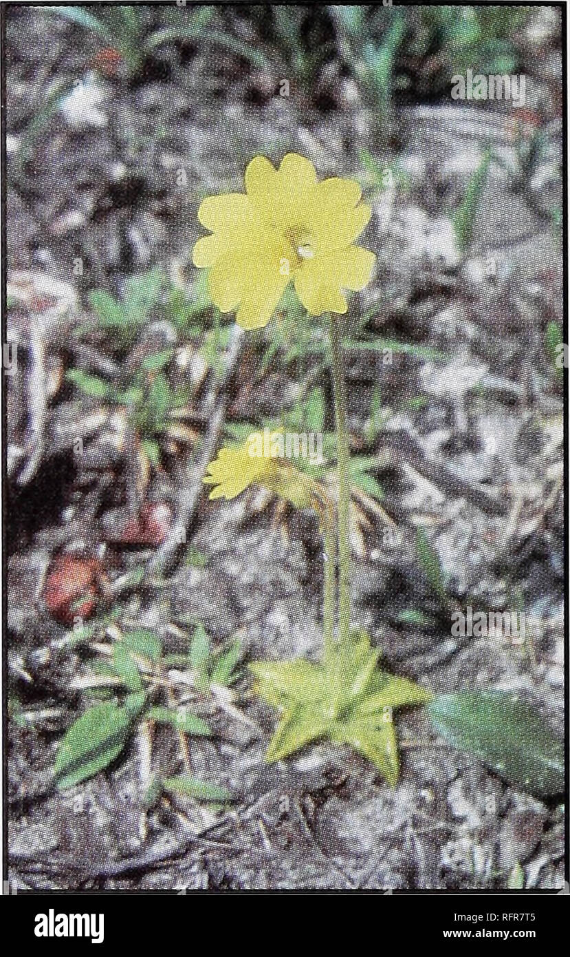 . Les plantes carnivores de Conecuh National Forest. Plantes carnivores Alabama Conecuh National Forest ; réserves forestières, l'utilisation récréative de l'Alabama. Grassette jaune Nom scientifique : Pinguicula lutea. L'identification des caractéristiques : croissance de 4 Rosettes de pouces de diamètre, vert jaunâtre. Les feuilles sont inrolled à bords, surtout près de la pointe, faisant de la pointe a fait apparaître. Fleurs sont jaunes, les tiges atteignent 10 cm de long. Période de floraison : fin mars à avril. Distribution : à partir de la côte de la Caro- lina sud au sud de la péninsule de Floride et à l'ouest à l'est de la Louisiane. Habitat : des parties plus sèches de tourbières humides, Banque D'Images