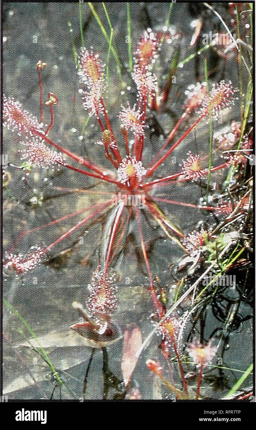 Les Plantes Carnivores De Conecuh National Forest Plantes