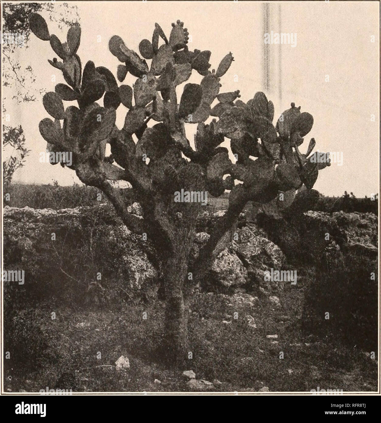 . Carnegie Institution of Washington publication. 170 les Cactaceae. 185. Opuntia atropes Rose, forgerons. Misc. Coll. : 50 518. 1908. Je plante à 3 mètres de haut, très ramifiées ; raccords de forme oblongue à obovés, 20 à 30 cm. de long, d'un vert profond, légèrement pubescentes ; jeunes feuilles, brillant légèrement les joints de 4 à 5 mm. de long, acuminées, pubescentes, à angle presque droit permanent sur les articulations, les pointes rougeâtre, circulaire, remplie d'aréoles courte laine fauve ; jeunes épines blanches ou jaunâtres ; épines vieux de 3 à 6 cm. de long, un peu dans l'angle, l'article presque à angle droit avec les articulations, jaune foncé ou brun à la base, une grande partie Banque D'Images