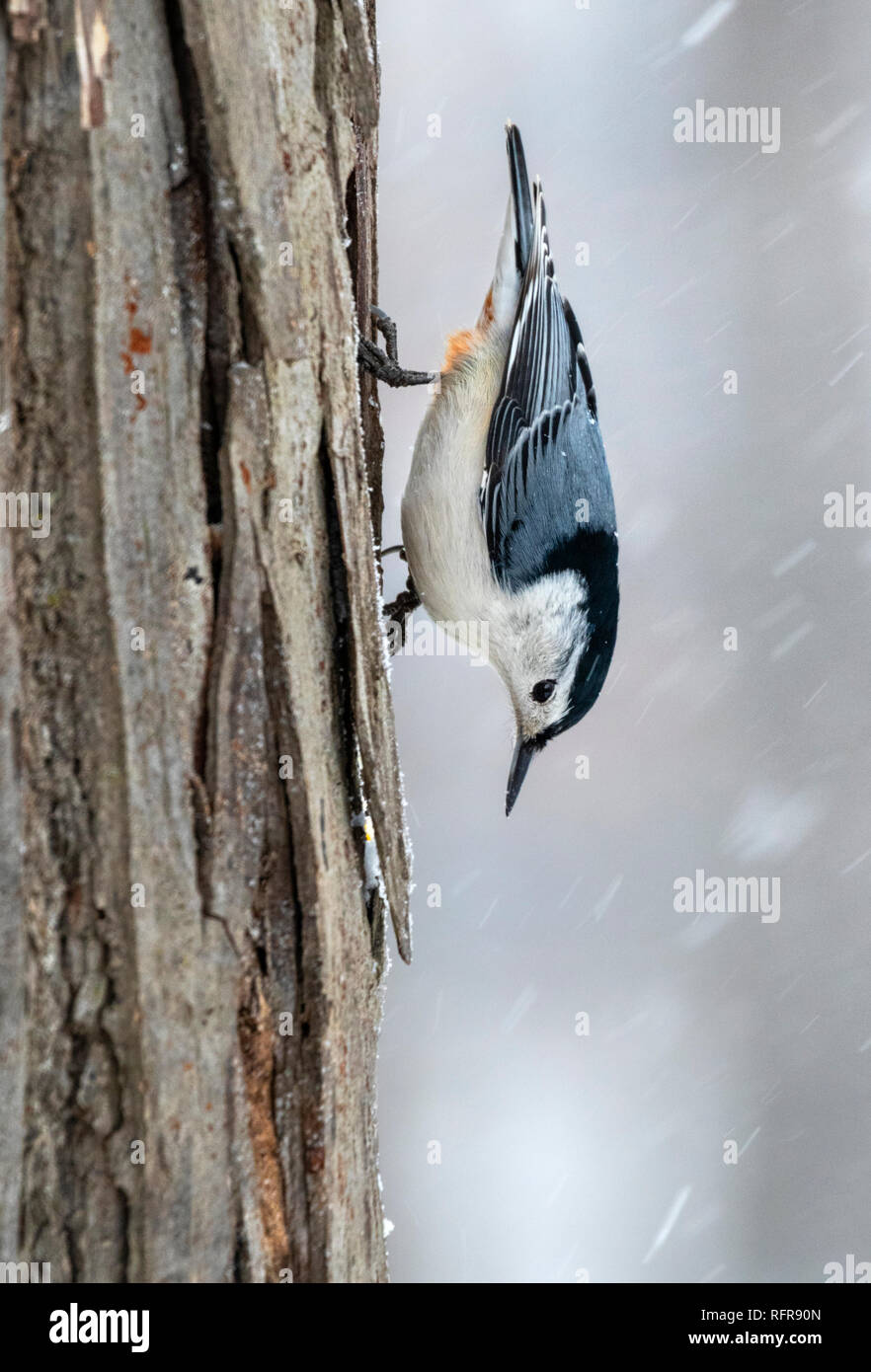 Sittelle à poitrine blanche (Sitta carolinensis) se nourrissant de tronc de l'arbre sous la neige, Iowa, États-Unis Banque D'Images