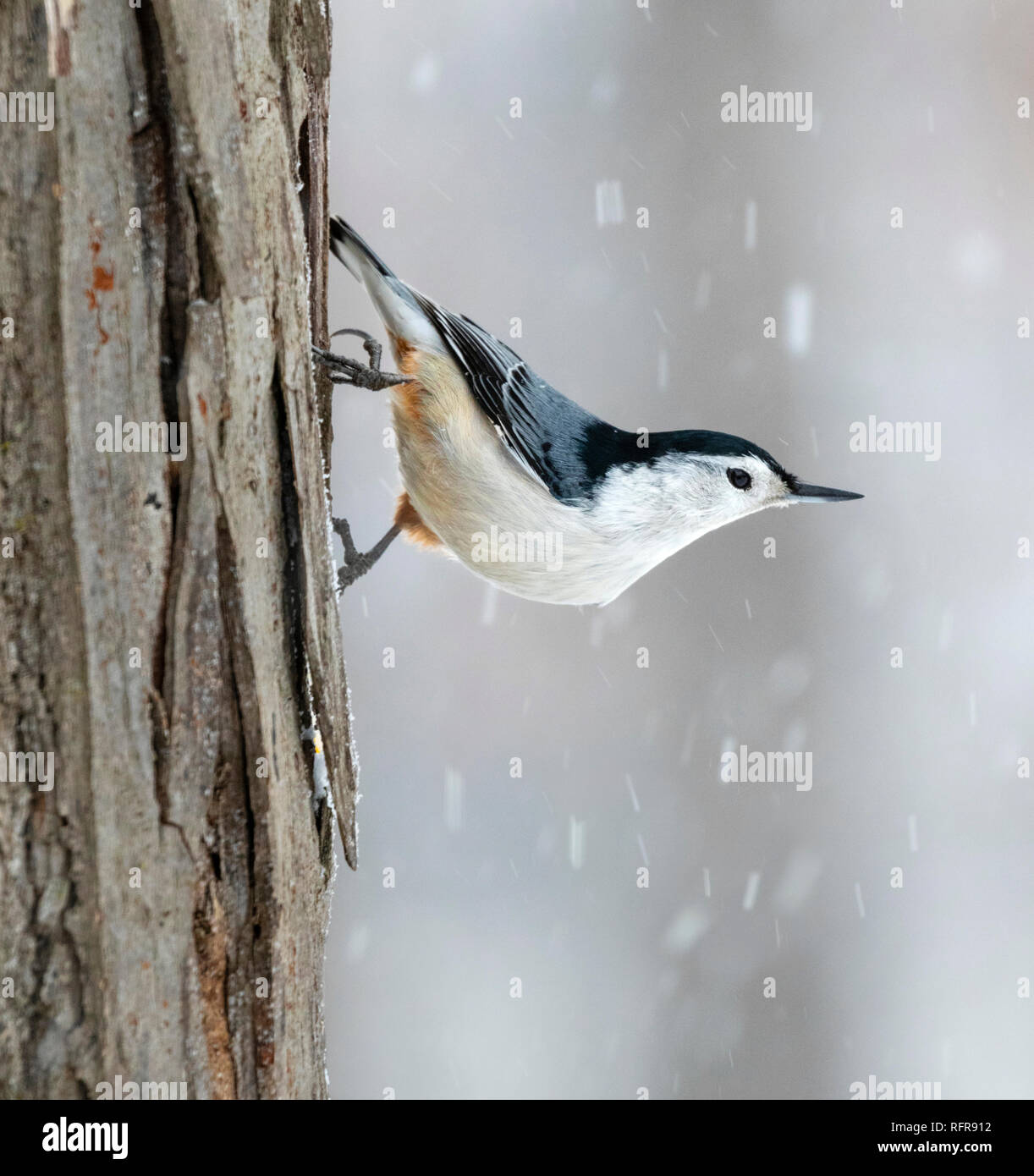 Sittelle à poitrine blanche (Sitta carolinensis) sur le tronc de l'arbre sous la neige, Iowa, États-Unis Banque D'Images