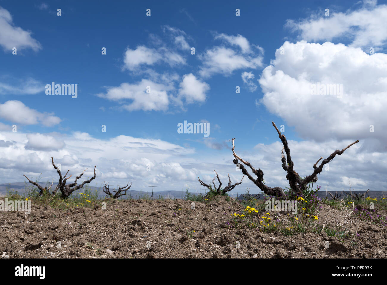 Vue imprenable sur la vieille vigne au printemps. Photographie de paysage Banque D'Images