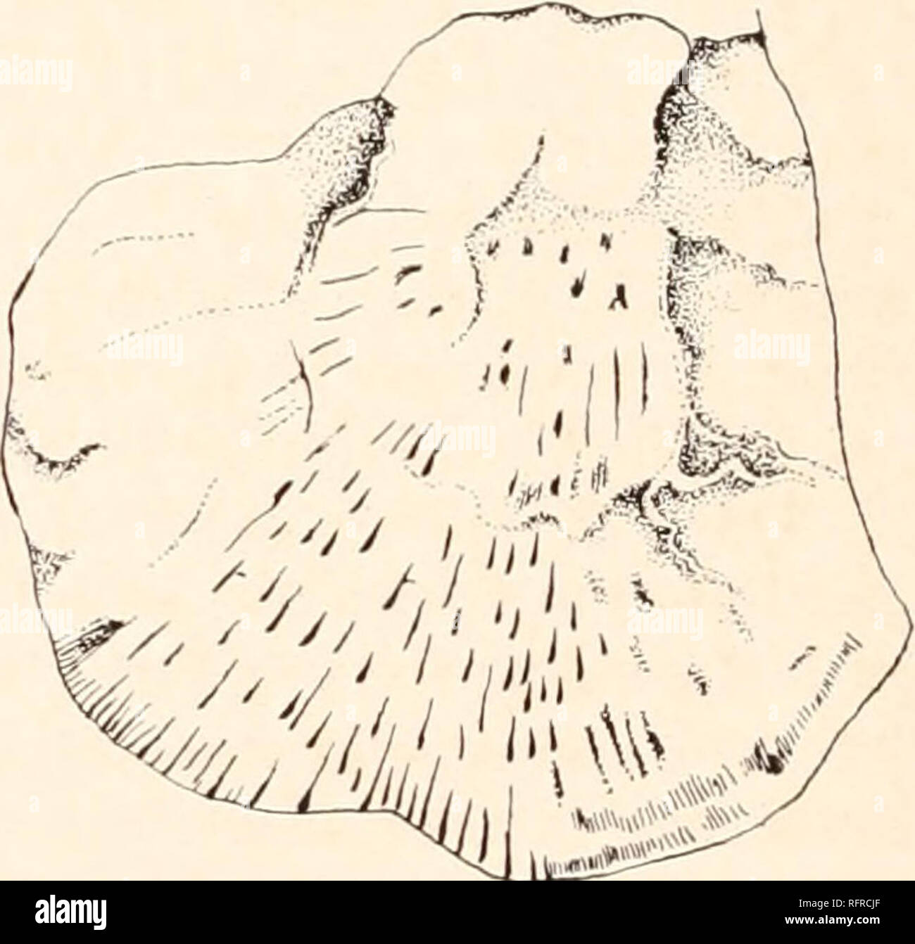 . Carnegie Institution of Washington publication. Les mesures de CHARBON AMPHIBIA D'AMÉRIQUE DU NORD. décrit comme Leptophractus lineolatus sont, cependant, contrairement à tous les autres qui sont reste du crâne jusqu'à présent connus. ' Cette espèce représente un des plus importants types de l'Amphibia Carbonifère de l'Ohio. Il a probablement atteint une longueur de plusieurs pieds. Il était également le plus de carnivores n'importe quelle des formes." LES MESURES DU SPÉCIMEN TYPE D'LEPTOPHRACTUS LINEOLATUS FAIRE FACE. mm. mm. Longueur du spécimen, comme nimbé d'une longueur de 98 à 22 dents plus longue mâchoire de profondeur au milieu de l'os dentaire 30 Anteroposterio Banque D'Images