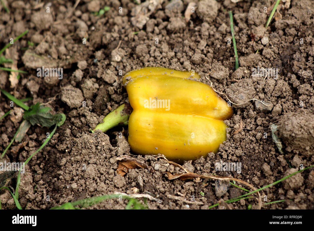 Poivron jaune foncé mûrs laissés dans jardin local au cours de picking partiellement couvert avec du sol et entouré de petites Herbes et feuilles séchées Banque D'Images