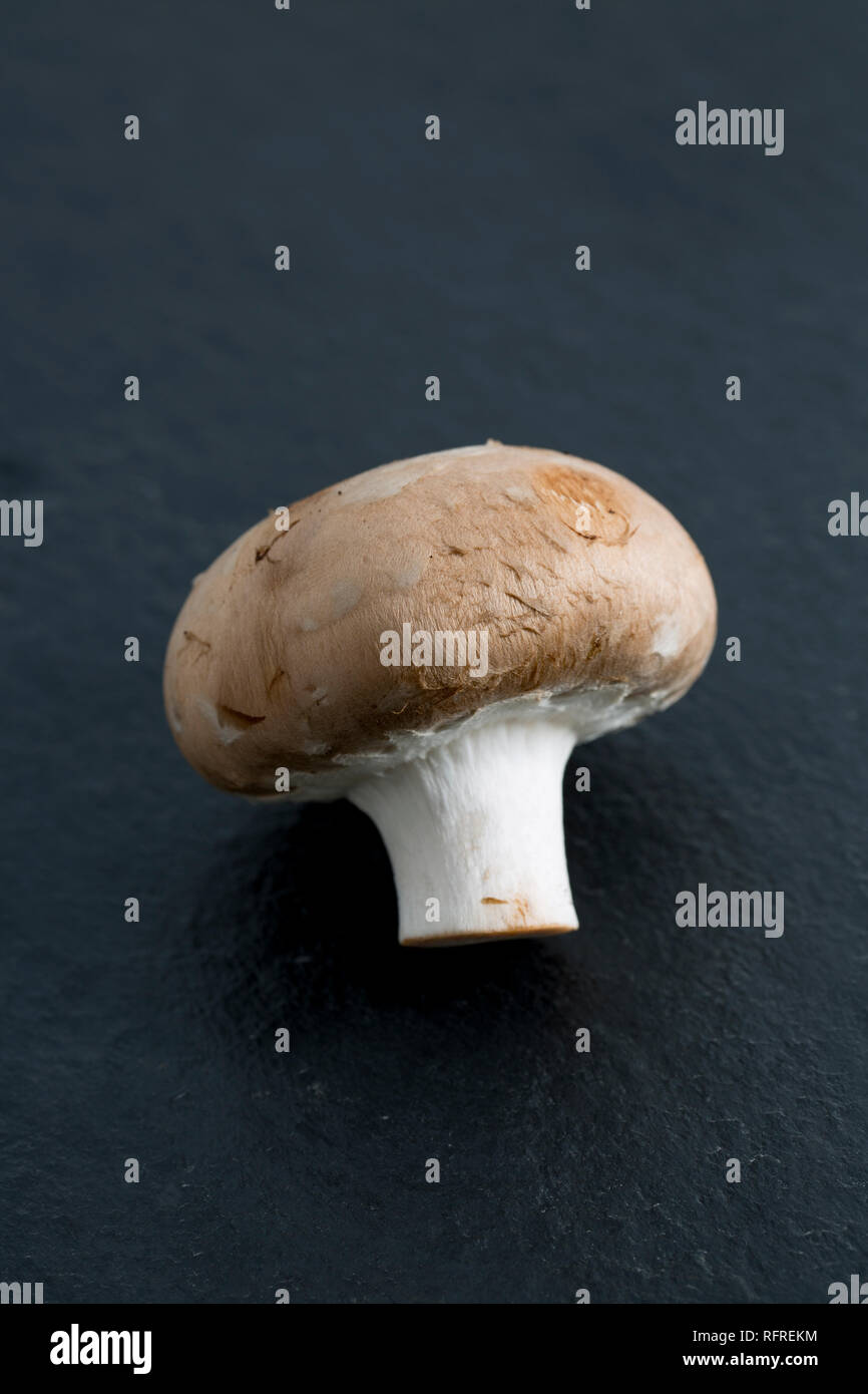 Un seul champignon châtaigne achetés dans un supermarché au Royaume-Uni et photographié sur un fond sombre, en pierre. Dorset England UK GO Banque D'Images