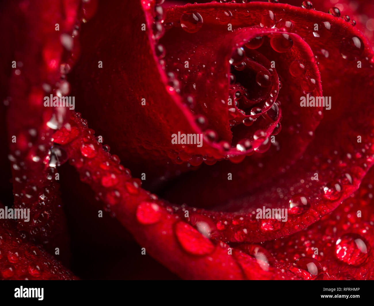 Image de gouttelettes sur de belles fleurs rose rouge fleur, Selective focus et peu profondes DOF, Valentine day concept Banque D'Images