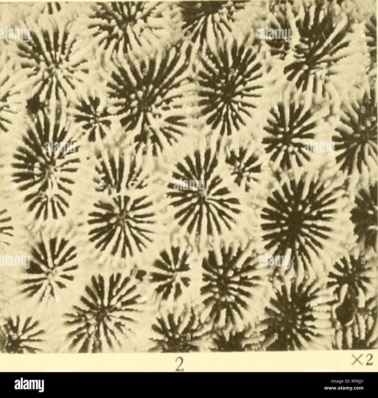 . Carnegie Institution of Washington publication. . Fawa pallida ( Dana I. Veuillez noter que ces images sont extraites de la page numérisée des images qui peuvent avoir été retouchées numériquement pour plus de lisibilité - coloration et l'aspect de ces illustrations ne peut pas parfaitement ressembler à l'œuvre originale.. Carnegie Institution de Washington. Washington, Carnegie Institution of Washington Banque D'Images
