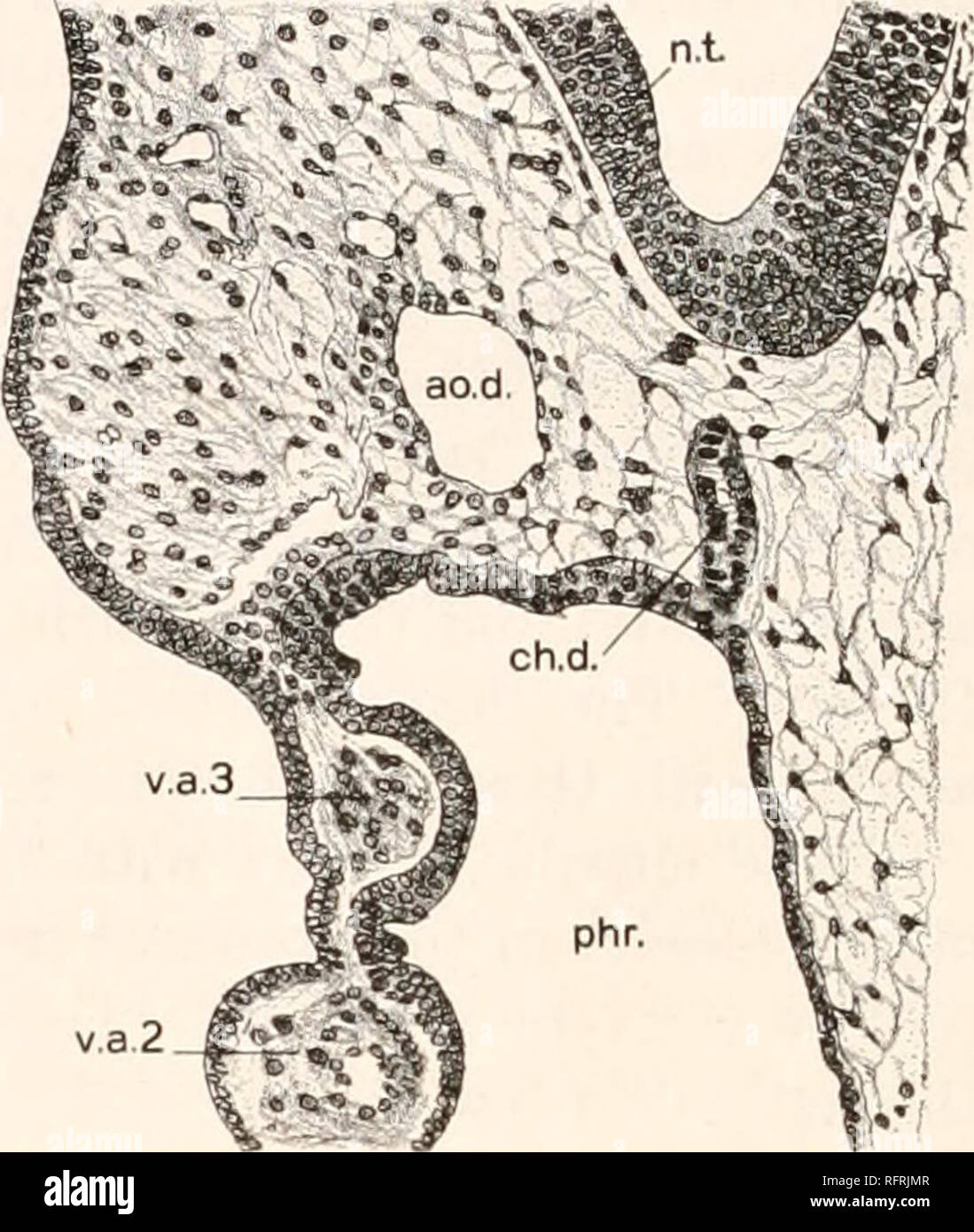 . Carnegie Institution of Washington publication. sS" fig. 0.-Passage de l'article 42. X125 diamètre.. v.a.2 FIG. 7.-Passage de l'article 46. X125 diamètres. ch.d. n.t. Veuillez noter que ces images sont extraites de la page numérisée des images qui peuvent avoir été retouchées numériquement pour plus de lisibilité - coloration et l'aspect de ces illustrations ne peut pas parfaitement ressembler à l'œuvre originale.. Carnegie Institution de Washington. Washington, Carnegie Institution of Washington Banque D'Images