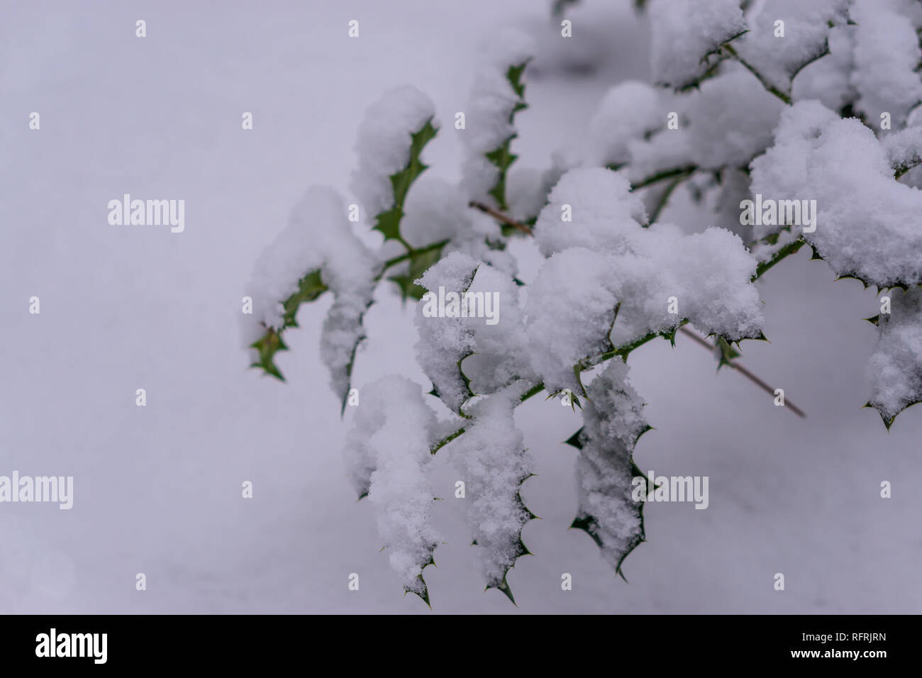 Libre de quelques feuilles de houx couvert dans une épaisse couche de neige blanche, fond saison hiver Banque D'Images