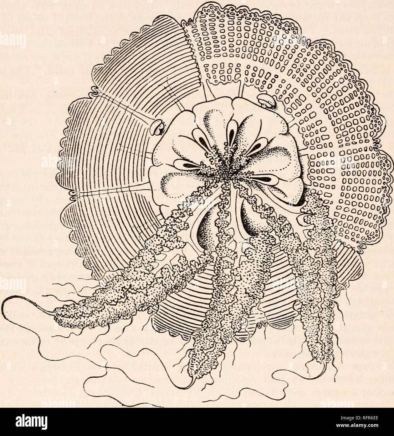 . Carnegie Institution of Washington publication. 192 Documents de la département de biologie marine. Le bras dur est à moitié aussi large que la Bell, et les portions subgenital est unitaire. Les faces extérieures des perradial colonnes ont une légère chaque con- cavité, pas une niche profonde, comme dans Lychnorhiza bartschi. Le subgenital ostia sont deux fois plus large que le perradial colonnes et chaque est voûté au-dessus par un rabat-comme projection. Il y a aussi 4 interradial papillse sur la sous-ombrelle, l'un en face de l'ouverture de chaque ostium subgenital. 8 la bouche et les bras ne sont pas tout à fait les deux tiers tant que le diamètre de cloche Banque D'Images