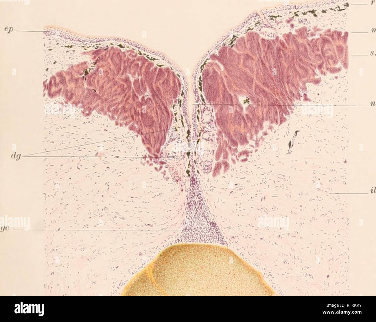 . Carnegie Institution of Washington publication. FIG. 10. Veuillez noter que ces images sont extraites de la page numérisée des images qui peuvent avoir été retouchées numériquement pour plus de lisibilité - coloration et l'aspect de ces illustrations ne peut pas parfaitement ressembler à l'œuvre originale.. Carnegie Institution de Washington. Washington, Carnegie Institution of Washington Banque D'Images