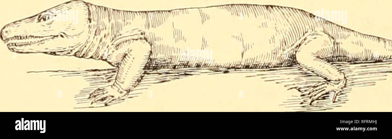 Carnegie Institution Of Washington Publication 136 Le Permo