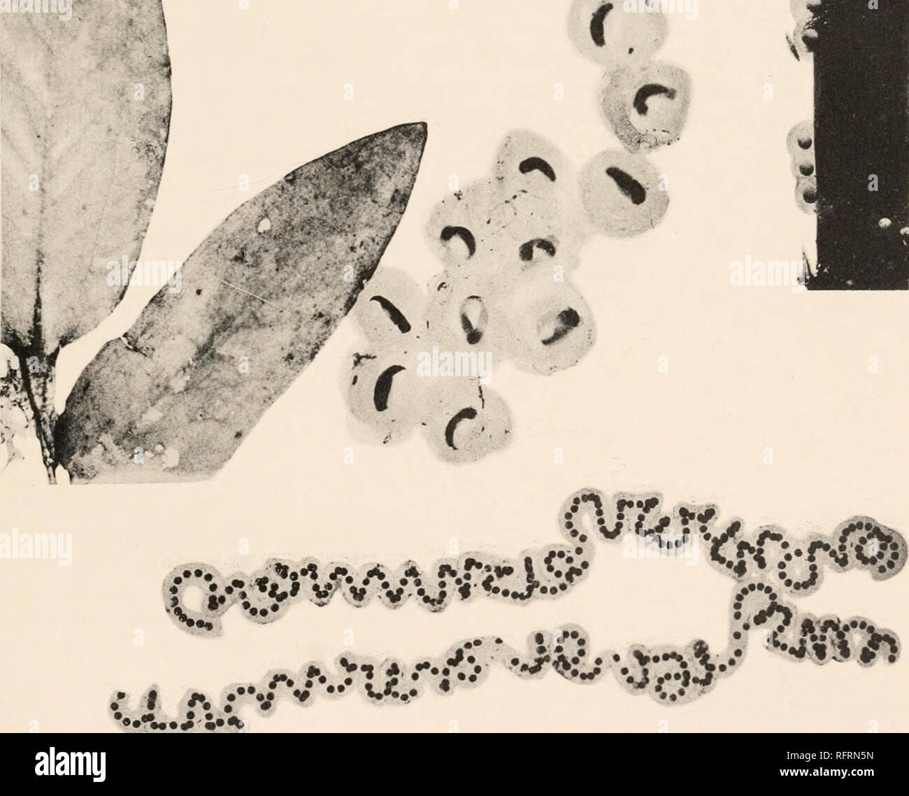 . Carnegie Institution of Washington publication. • r&Lt ; M a. 1. Oeufs de Hyla pickeringii prévues dans l'aquarium. 2. Deux chaînes d'oeuf lentiginosns de Bufo americanus. Une chaîne de chaque oviducte. 3. Des masses d'oeufs de Rana catesbeiana. Un film de surface 18 pouces de diamètre fixées entre les morts des bâtons et vieux amas. 4. Un paquet d'Hyla versirolor oeufs attachés à un Potamogeton feuille.. Veuillez noter que ces images sont extraites de la page numérisée des images qui peuvent avoir été retouchées numériquement pour plus de lisibilité - coloration et l'aspect de ces illustrations ne peut pas parfaitement ressembler à l'œuvre originale.. Banque D'Images