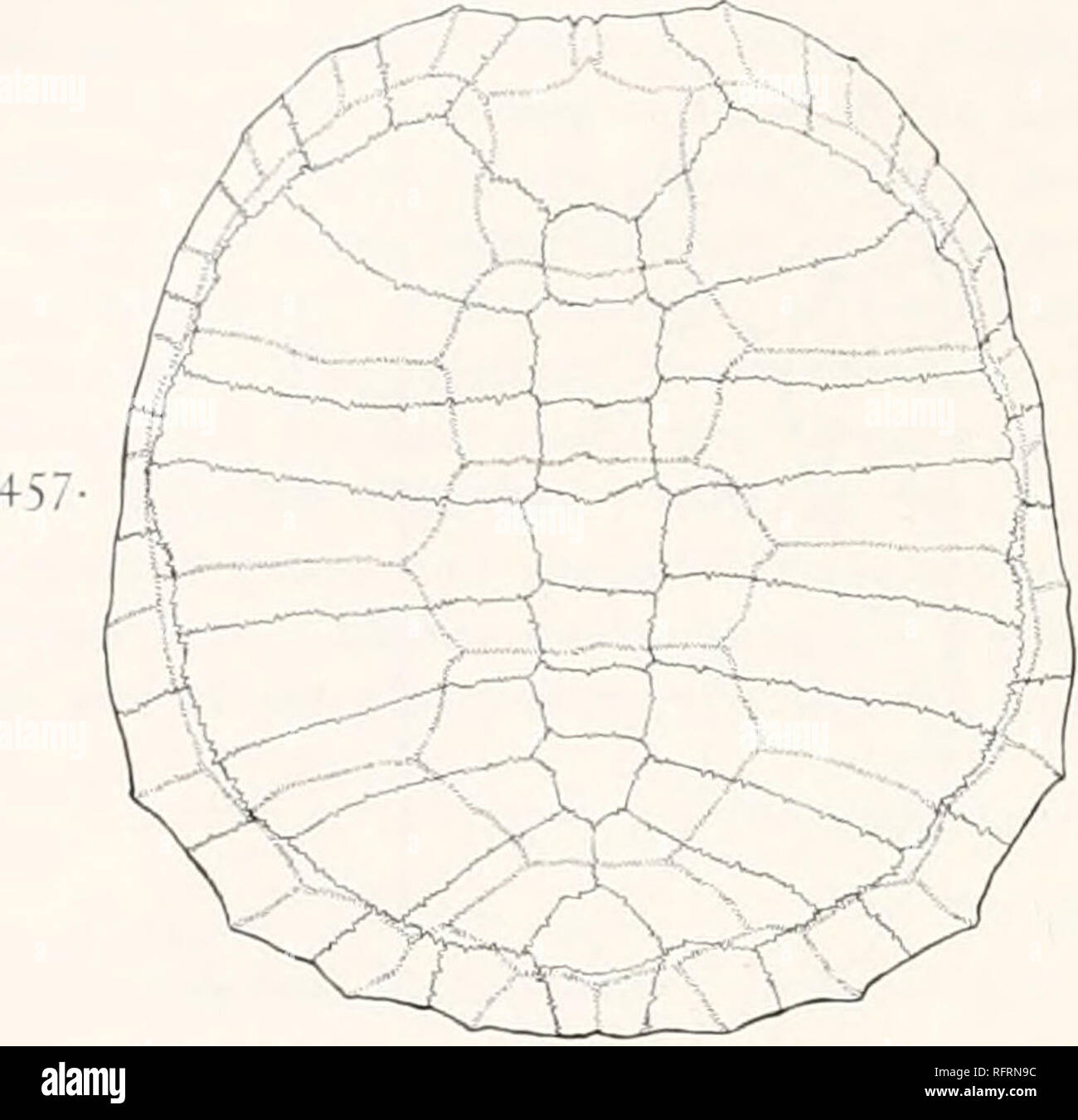 . Carnegie Institution of Washington publication. 36o LES TORTUES FOSSILES D'AMÉRIQUE DU NORD. Faire face, divisé en un certain nombre de genres. Le type de Terrapene est "7". Caroline du Nord, et est extrêmement variable. Trois espèces fossiles ont été décrites par Faire Face-eurypygia mamochi T., T., et T.-anguillulata mais ce dernier semble être identique avec T. eurypygia. Ils appartiennent tous à des dépôts du Pléistocène. Une autre espèce, T. putnami, a été décrite par la paille de supposé de Pliocène Alifia River, en Floride. Le shell de l'usuallv Terrapene est presque aussi large que long, mais qu'ot T. major est à moins de trois-quarts Banque D'Images