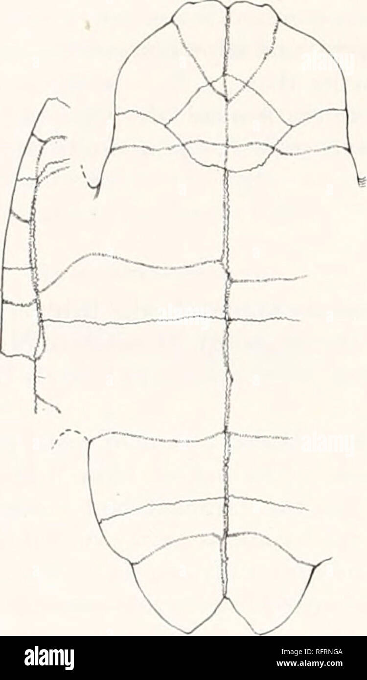 . Carnegie Institution of Washington publication. 332 tortues FOSSILES D'AMÉRIQUE DU NORD. Comme indiqué par la cinquième, septième, huitième et périphériques la costo-marginaux sillons courut près de la costo-sutures périphériques, distant 8 mm. ou moins. Comme indiqué précédemment, le plastron (fig. 436) a une longueur totale de 300 mm. Le lobe antérieur 87 mesures mm. de longueur et a une largeur de 124 mm., la longueur étant ainsi 70  %, de la largeur. Il se contracte un peu en face de l'encoche axillaire, puis passe directement de l'avant une certaine distance en avant du hyoepiplastral sutures, courbes ensuite rapidement à la lèvre. T Banque D'Images