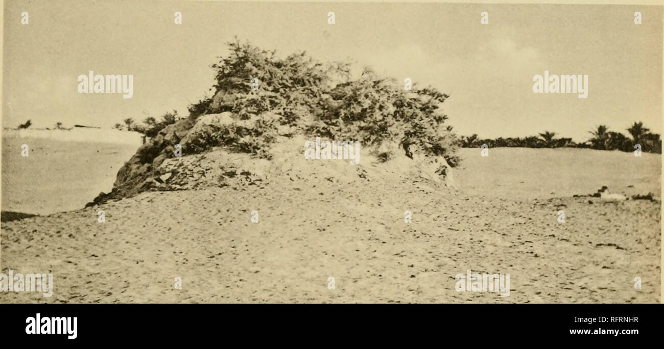 . Carnegie Institution of Washington publication. CANNON ."LATF 26. Fig. 64. Le Tamarix sp. comme un sable-liant près de Bled-el-Amar, au sud de Touggourt.. Veuillez noter que ces images sont extraites de la page numérisée des images qui peuvent avoir été retouchées numériquement pour plus de lisibilité - coloration et l'aspect de ces illustrations ne peut pas parfaitement ressembler à l'œuvre originale.. Carnegie Institution de Washington. Washington, Carnegie Institution of Washington Banque D'Images