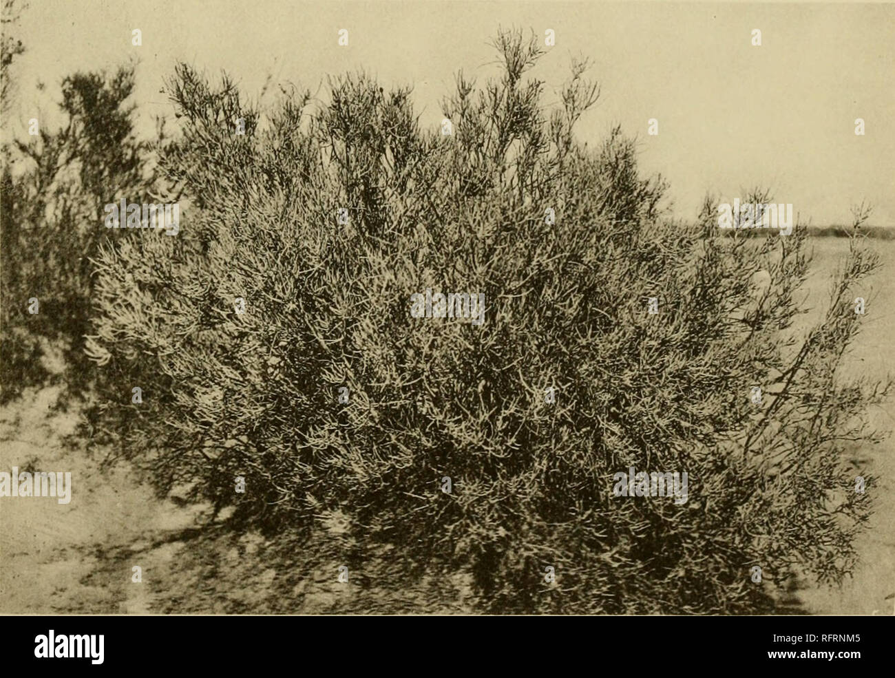 . Carnegie Institution of Washington publication. •Ig. 56. Ouargla à Touggourt. De Limoniastrum guyonianum de feuillage. La surface des feuilles est recouverte d'une incrustation de sels.. Fig. 57. Limoniastrum guyonianum d'habitude. Environ 251cm. au nord de Ouargla.. Veuillez noter que ces images sont extraites de la page numérisée des images qui peuvent avoir été retouchées numériquement pour plus de lisibilité - coloration et l'aspect de ces illustrations ne peut pas parfaitement ressembler à l'œuvre originale.. Carnegie Institution de Washington. Washington, Carnegie Institution of Washington Banque D'Images