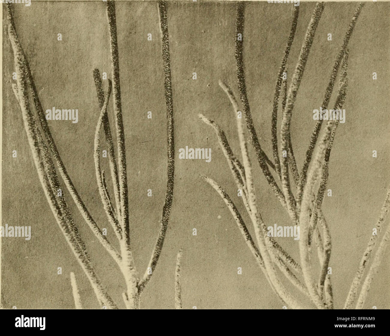 . Carnegie Institution of Washington publication. Plaque de 24 canons. •Ig. 56. Ouargla à Touggourt. De Limoniastrum guyonianum de feuillage. La surface des feuilles est recouverte d'une incrustation de sels.. Veuillez noter que ces images sont extraites de la page numérisée des images qui peuvent avoir été retouchées numériquement pour plus de lisibilité - coloration et l'aspect de ces illustrations ne peut pas parfaitement ressembler à l'œuvre originale.. Carnegie Institution de Washington. Washington, Carnegie Institution of Washington Banque D'Images