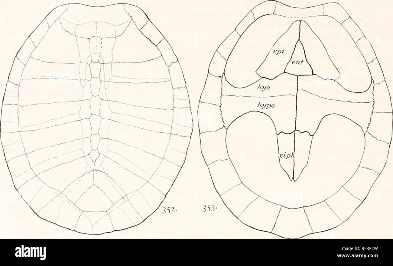 . Carnegie Institution of Washington publication. 2&lt;POUR LES TORTUES FOSSILES D'AMÉRIQUE DU NORD. est de 5 mm. Il y a huit paires ot costals. Ceux de la septième paire inscrivez-vous tor sur une courte distance derrière le septième ; neural ceux de la huitième paire inscrivez-vous leur pleine largeur. L'costals sont minces, à propos de I mm. d'épaisseur. Il y a un seul gros, forme toit suprapygal, dont la longueur est de 18 mm. et dont la largeur est de 20 mm. L'pygal a une hauteur de 15 mm. et une largeur de 23 mm. La partie antérieure des périphériques sont d'environ 12 mm. de haut, à angle droit avec la frontière libre. Derrière la cinquième dimension augmente jusqu'à ce t Banque D'Images