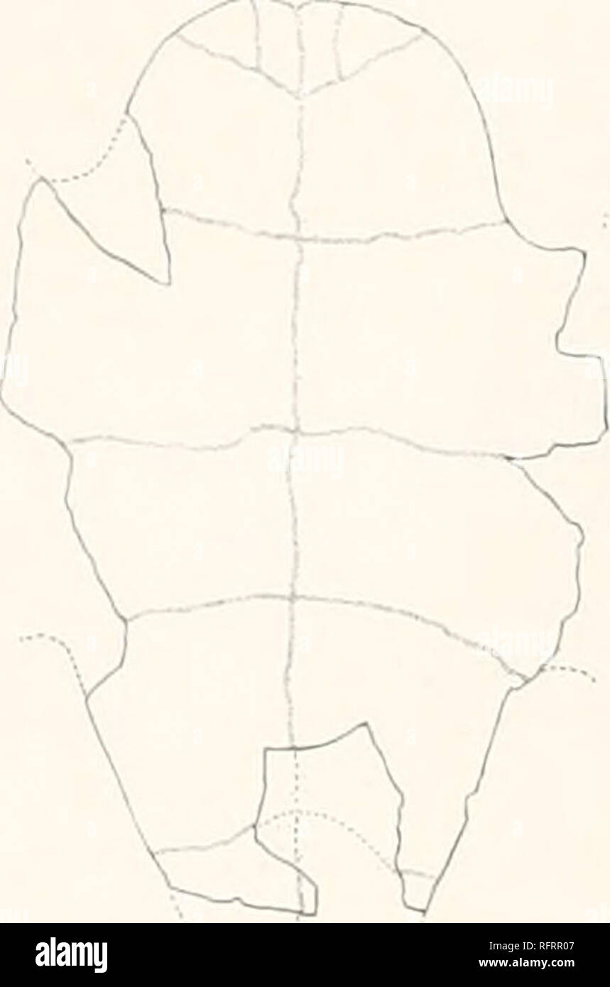 . Carnegie Institution of Washington publication. Combustibles 54 TliRTI ES D'AMÉRIQUE DU NORD. Glyptops pervicax sp. nov. Text-fig. 32. Le type de l'espèce est No 1018 de l'American Museum of Natural History. Ils ont été recueillis par Mi. Barnum Brown, en 1902, près de la base des schistes Graneros des dépôts de Benton, dans le comté de Yellowstone, Montana. Ces schistes sont d'origine marine. La localité est décrit plus exactement sur Brush Creek, à 16 kilomètres à l'est de Pryor, dans le comté du nom. Le reste se composent de l'avant et la région dorsale de la carapace et la plus grande partie de l'plast Banque D'Images