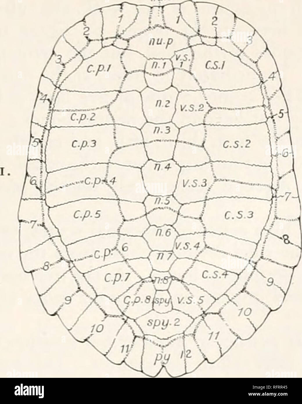 . Carnegie Institution of Washington publication. L'ostéologie. l'origine et l'neurals costals étaient distincts des côtes et des épines neurales. En dehors de l'extension, costals sur chaque côté du corps à partir de la clarté à l'pygal, est une série de n os, les périphériques, souvent appelés les marginaux (i, 2, etc., sur le côté gauche de la fig. i). Fig. 2 représente le plastron de la même coque. Il se compose d'une médiane de l'os, l'entoplastron (ent) et quatre paires d'os, le epiplastra (epi) ; le hyoplastra (hyo) ; l'hypo piastra (hypo) ; et l'xiphiplastra (xiph). De chaque côté, entre le fo Banque D'Images