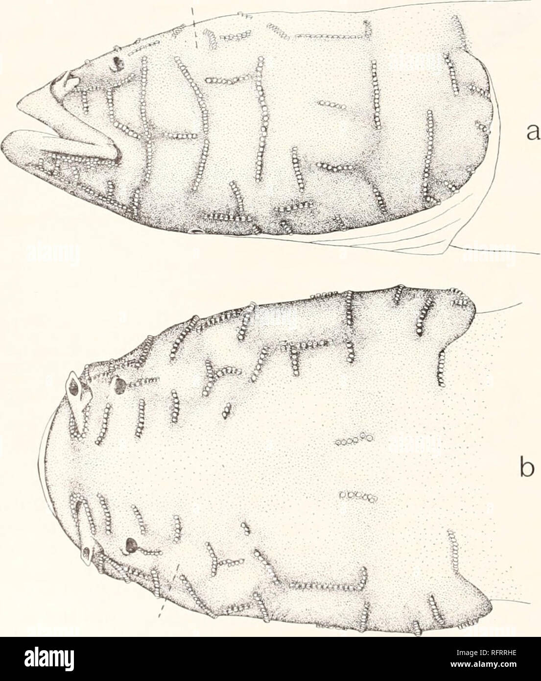 . Carnegie Institution of Washington publication. 74 VERTÉBRÉS ET aveugle les yeux. L'auteur a également pris cette espèce dans une petite grotte au bord de la ville de Glasgow, Kentucky, où il est moyennement abondante et facilement accessible, mais en raison de la portée limitée de l'environnement très peu ont été pris sur un voyage. L'un a été retrouvé sous un conseil flottant dans cette grotte. Un autre speci- hommes a été obtenu après une longue exploration à pieds et sur les mains et les genoux dans une caverne à Cave City, Kentucky. Typhlichthys osborni Eigenmann. Typhiichthys iisbonii, EIGENMANN, Biol. Bull., VHI, Banque D'Images