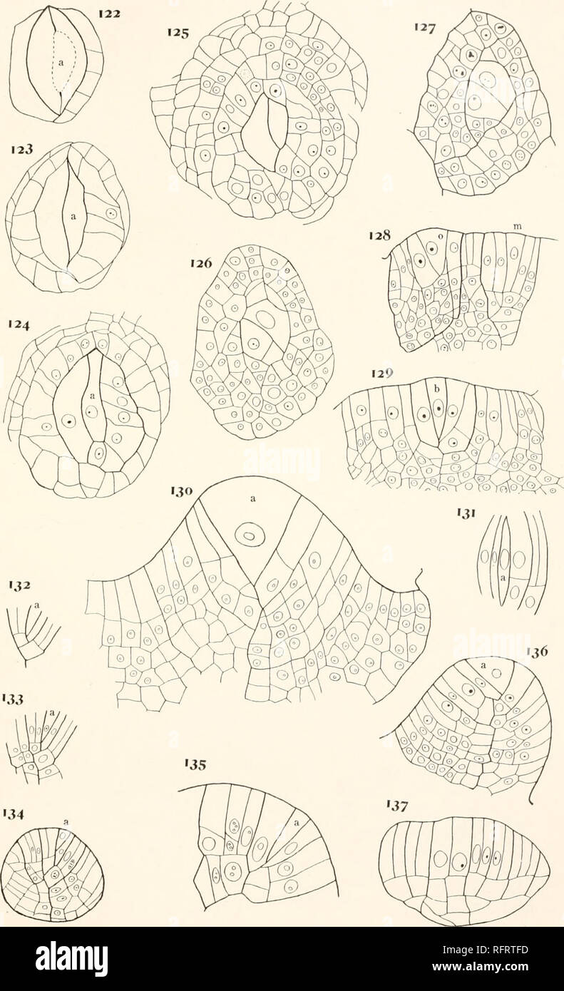 . Carnegie Institution of Washington publication. 15. plaque. Veuillez noter que ces images sont extraites de la page numérisée des images qui peuvent avoir été retouchées numériquement pour plus de lisibilité - coloration et l'aspect de ces illustrations ne peut pas parfaitement ressembler à l'œuvre originale.. Carnegie Institution de Washington. Washington, Carnegie Institution of Washington Banque D'Images