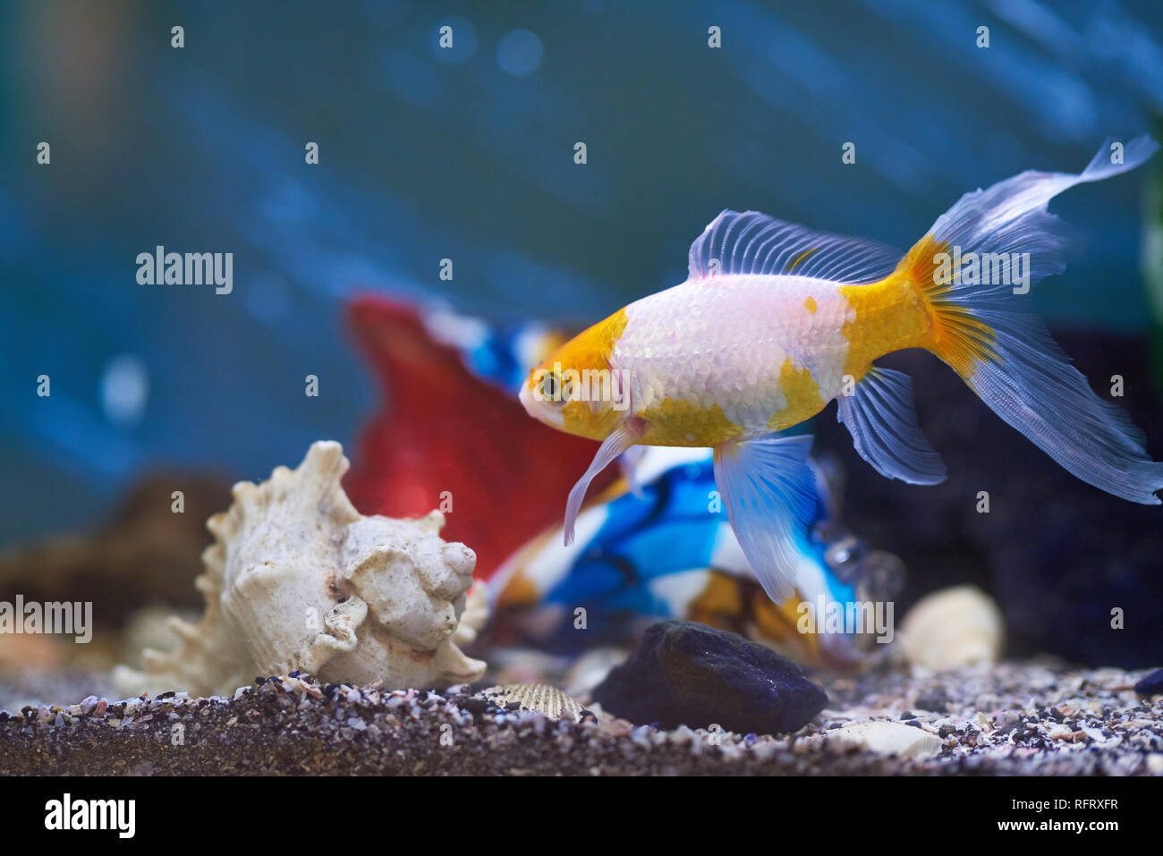 L'un des poissons colorés dans l'eau bleu aquarium animaux close up Banque D'Images