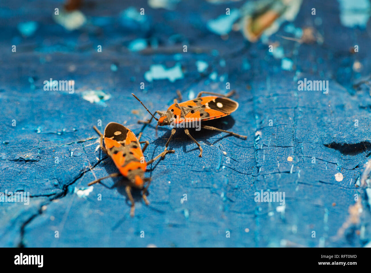 Les coléoptères rouge sur un soldat bleu en bois surface de couleur libre Banque D'Images