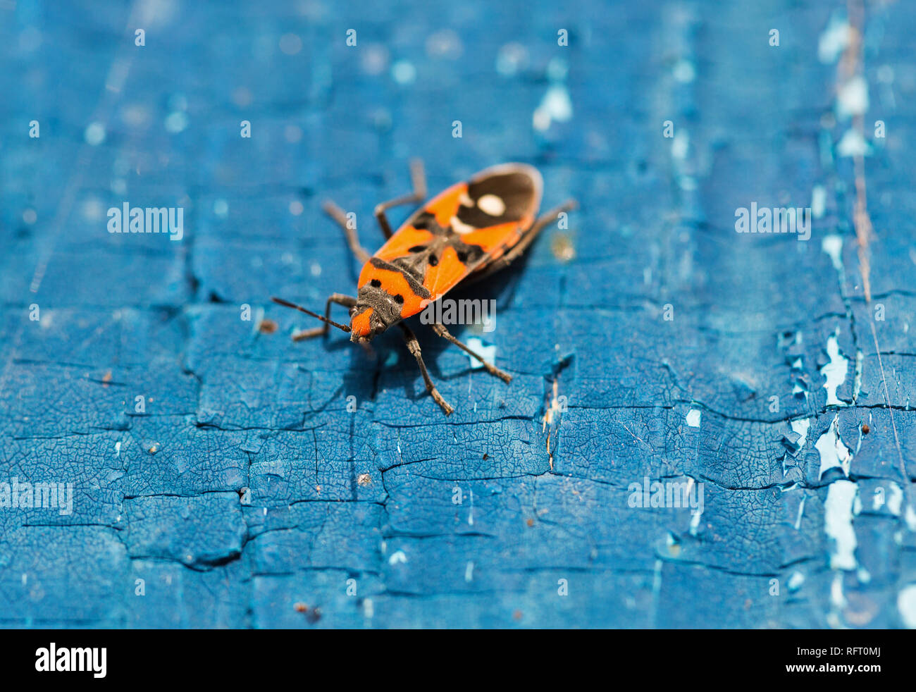 Beetle soldier sur une surface de couleur bleu en bois libre Banque D'Images