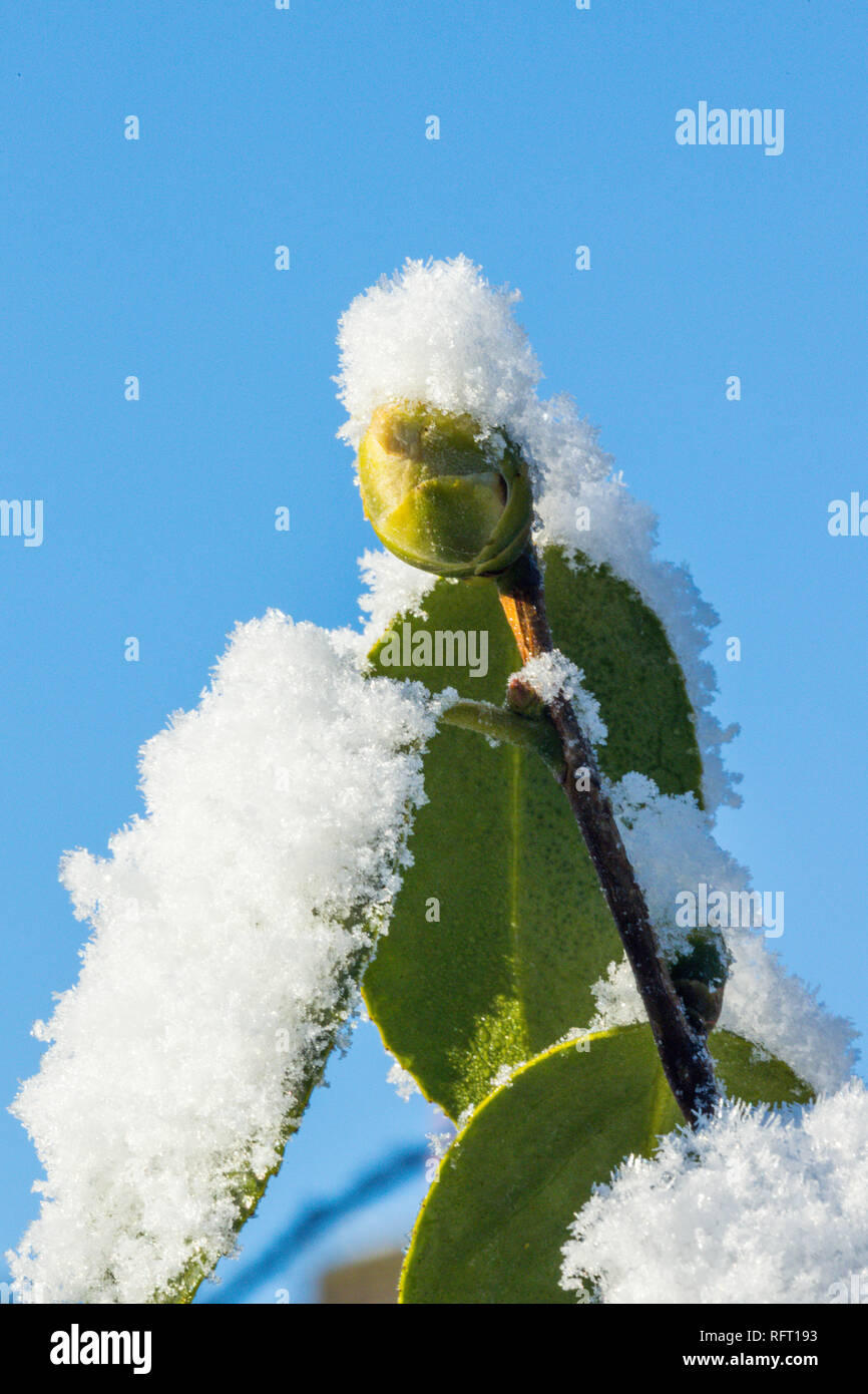 Camélia japonais couvert de neige en hiver bud Banque D'Images