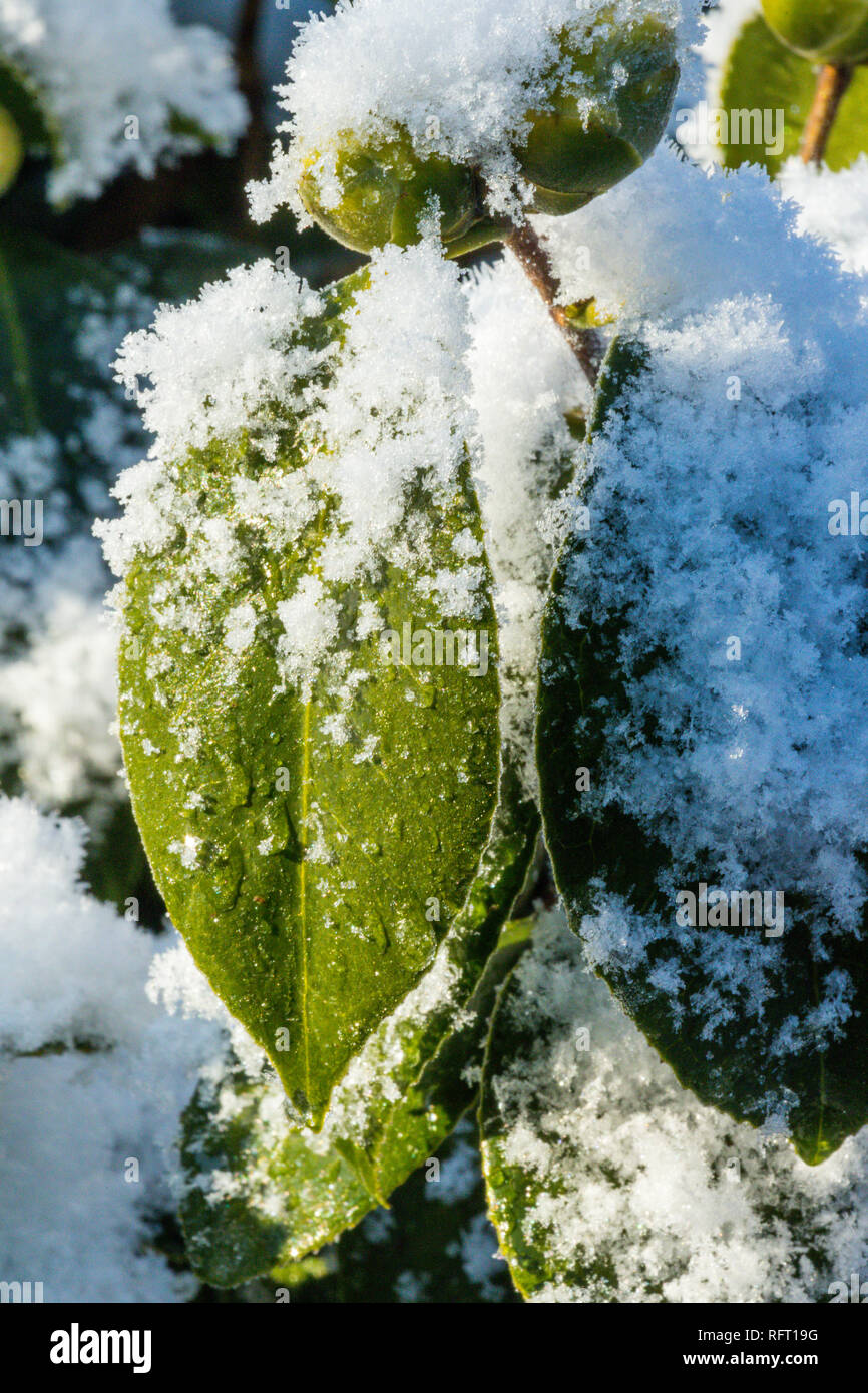 Camélia japonais couvert de neige en hiver bud Banque D'Images