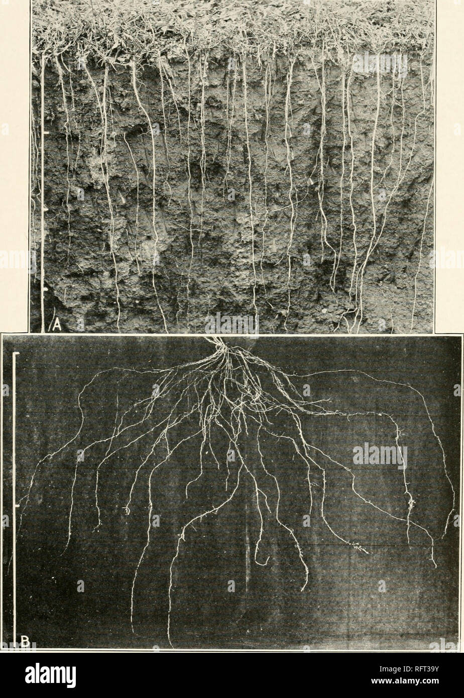 . Carnegie Institution of Washington publication. . A. Couper montrant les racines de 2 ans de luzerne. B. système racinaire de Bouteloua hirsuta.. Veuillez noter que ces images sont extraites de la page numérisée des images qui peuvent avoir été retouchées numériquement pour plus de lisibilité - coloration et l'aspect de ces illustrations ne peut pas parfaitement ressembler à l'œuvre originale.. Carnegie Institution de Washington. Washington, Carnegie Institution of Washington Banque D'Images