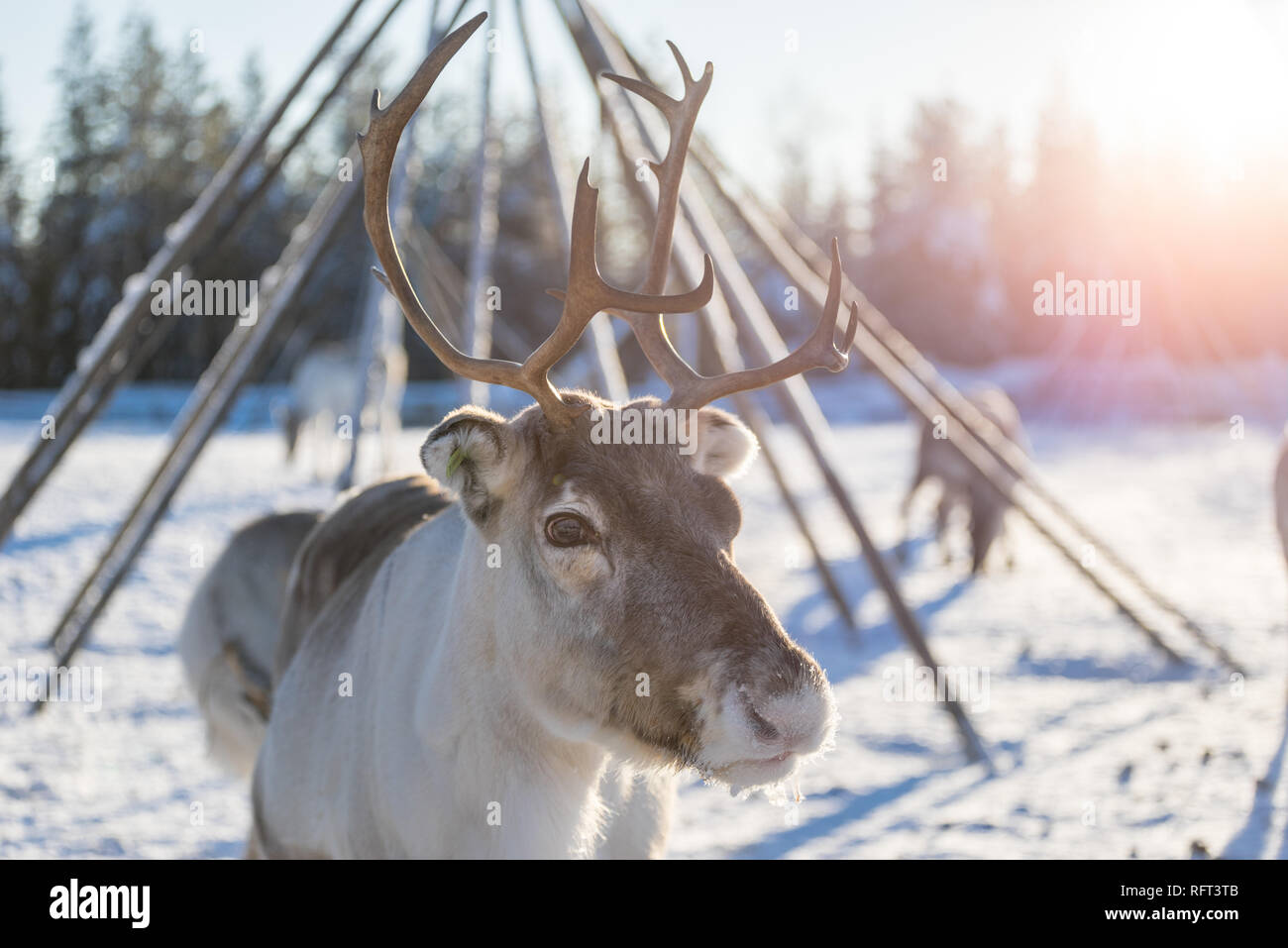 Portrait ensoleillée d'un renne dans une enceinte à Kopara Parc des rennes, Laponie, Finlande. Banque D'Images