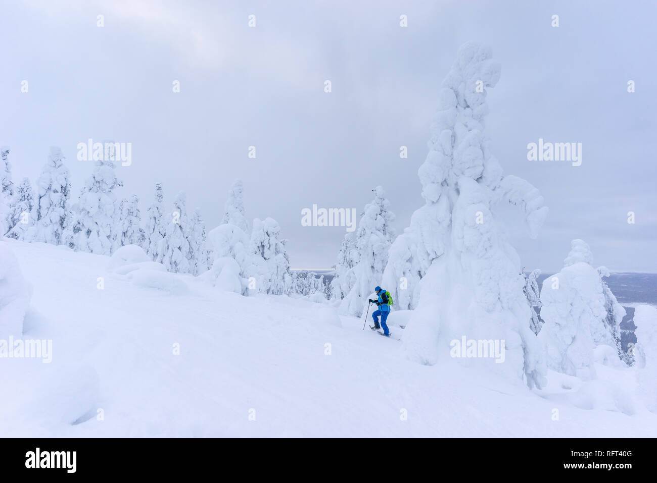 Randonneur sur raquettes entre les arbres gelés près de Pyha en Laponie, Finlande Banque D'Images