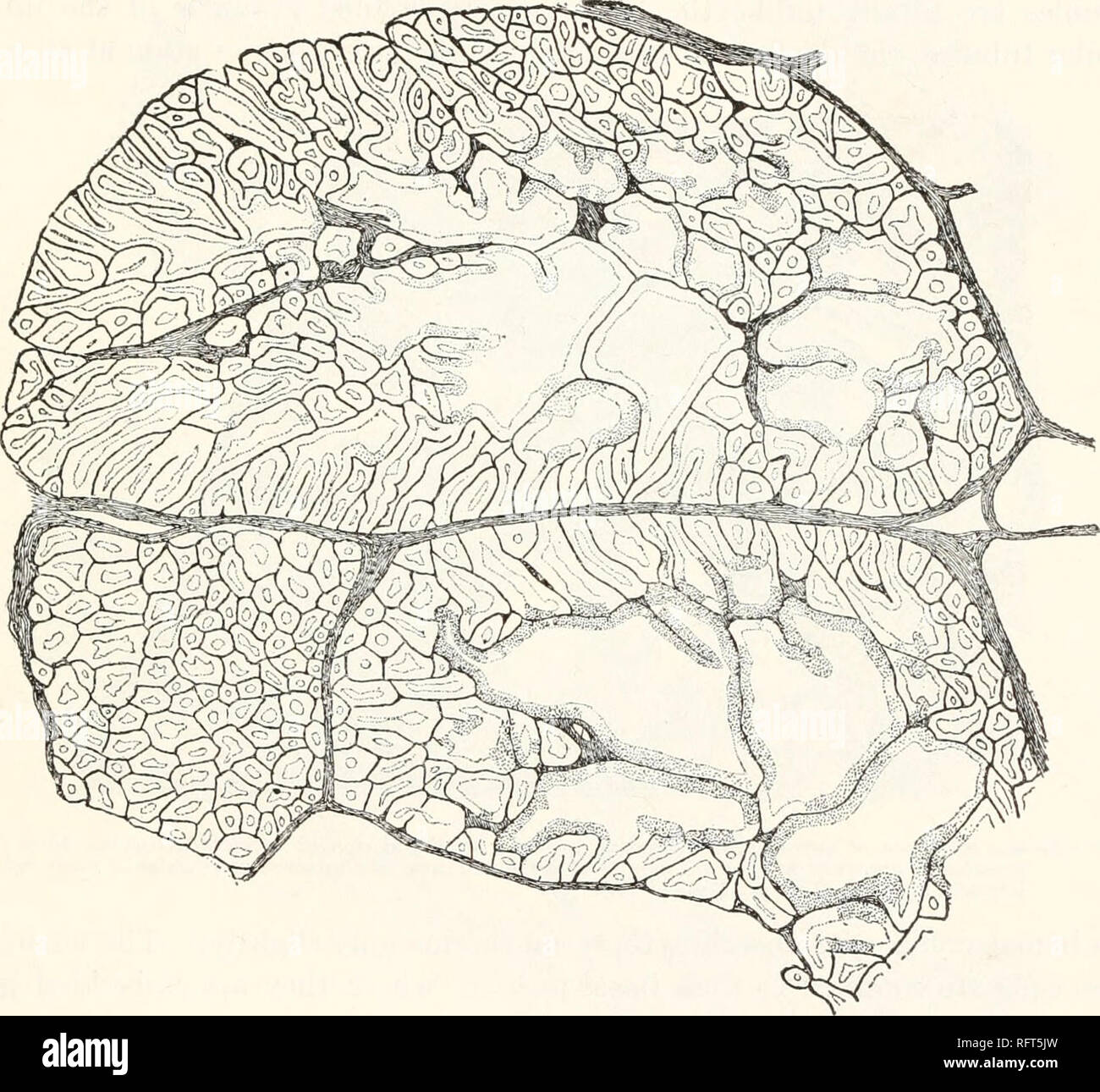 . Carnegie Institution of Washington publication. Anatomie de la glande ...