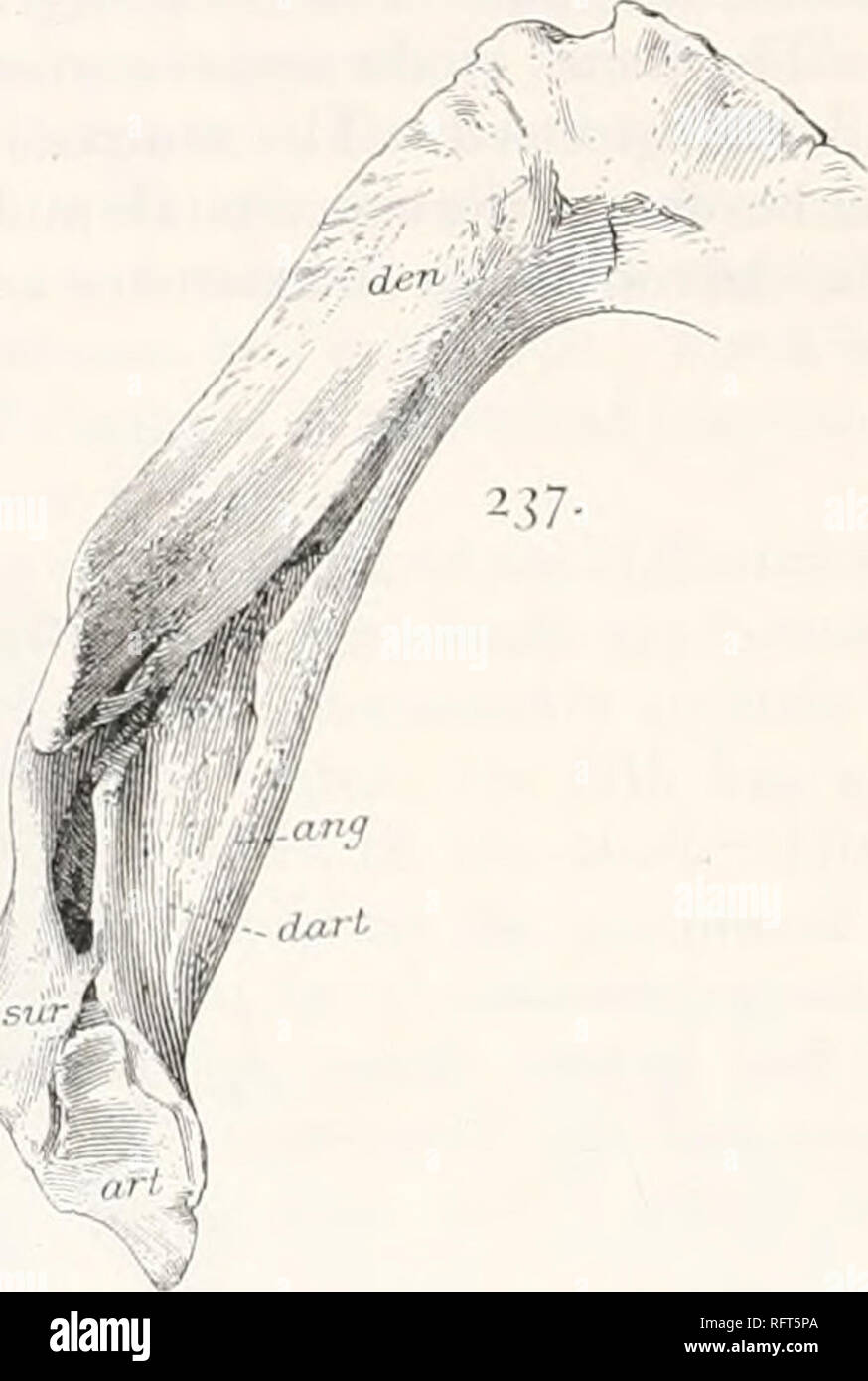 . Carnegie Institution of Washington publication. . Fig. 2^6 et 237 âPoiâ ihoi .helys browni. Le crâne et la mâchoire inférieure de type. Xi. 236. Surface palatine, mx, maxillaire ; pal, palatine ; pt, ptérygoïde ; qu, quadrangulaire ; vom, vomer. 237. Mâchoire inférieure. ang, angulaire ; art ; articulaire, dart, dermarticular ; den, os dentaire ; sur, supraangular. de près de l'ensemble de la tête apparaît sur la face supérieure de l'os aplati ; d'où il est évident que la tête a été dirigé vers le haut lorsque l'os était à l'horizontale et non pas comme il est dans l'Cheloniida ?. Le processus radiale a été connecté avec la tête et il existait une vaste exca- vation, Banque D'Images