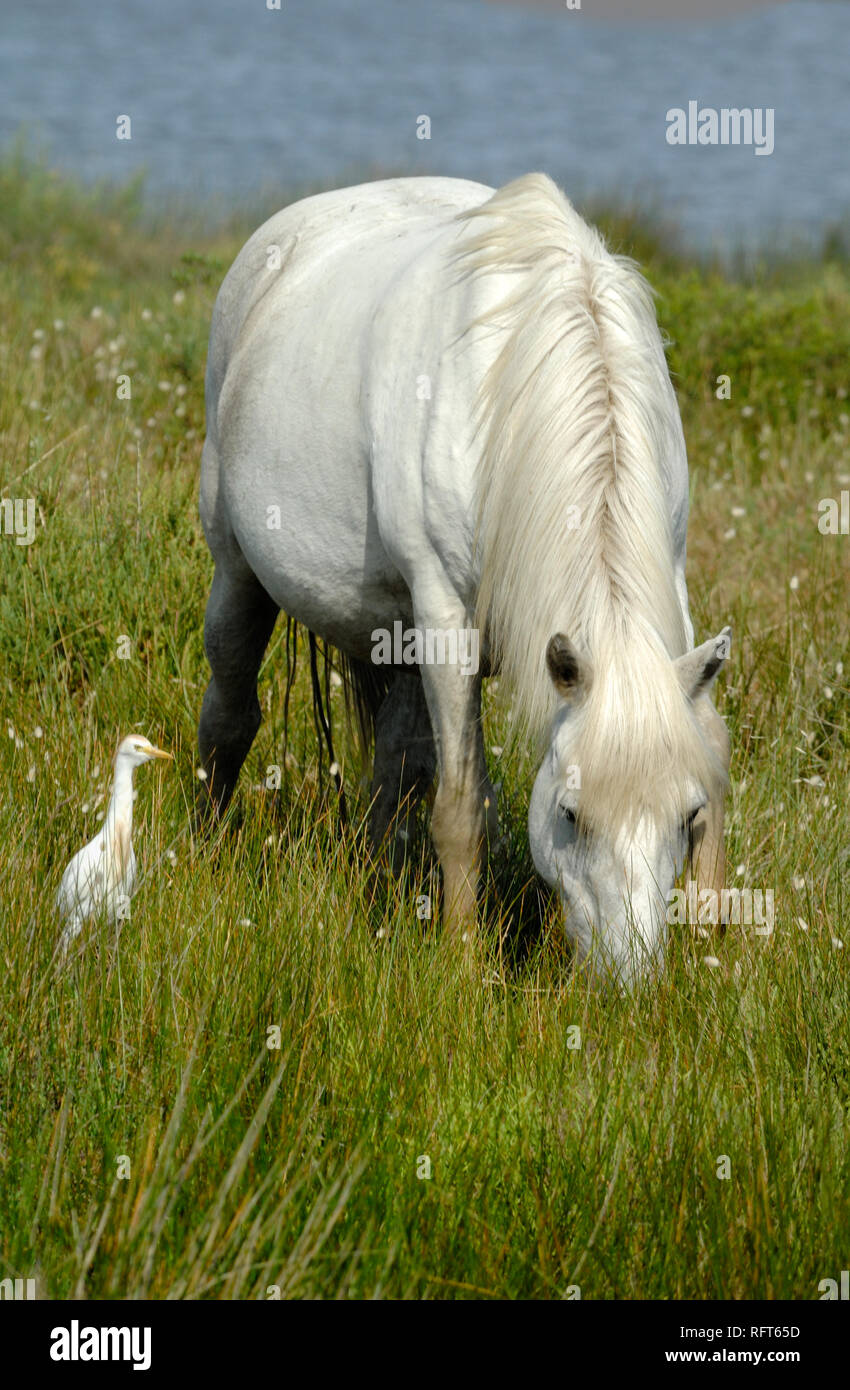 Le pâturage blanc cheval Camargue & Cattle Egret, Bubulcus ibis, le pâturage dans les zones humides la Camargue Provence France Banque D'Images