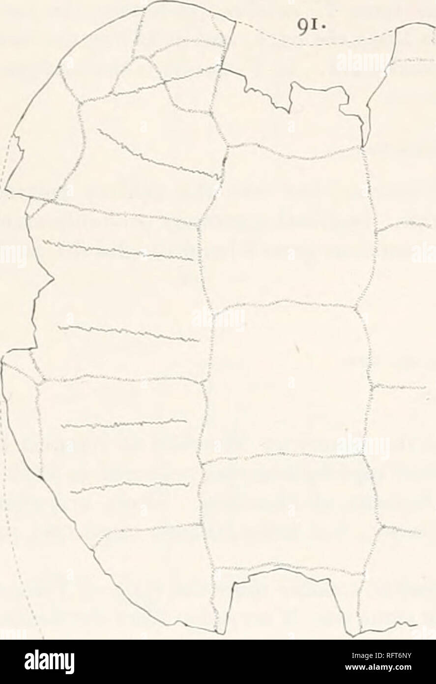 . Carnegie Institution of Washington publication. BAENID^E. 97 Thescelus rapiens sp. nov. Fig. 91, 92. Cette espèce est représentée par une seule coque, qui ont été recueillis à partir de dépôts de Laramie, .11 &Lt ; )jo Alamo, San Juan County, Nouveau Mexique, en 1904, par M. Barnum Brown, de l'American Museum of Natural History. Le numéro de catalogue du spécimen est 6066. Le shell a été considérablement endommagé par l'altération, et ne dispose pas d'une partie de la carapace dans la région de nuchal, certaines parties de l costals, la plupart des périphériques, l'avant du plastron, et l'arrière de l'xiphiplastrals. L Banque D'Images