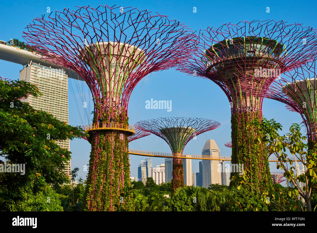 Supertree Grove, jardin par la baie, jardin botanique, Marina Bay, à Singapour, en Asie du Sud-Est, l'Asie Banque D'Images